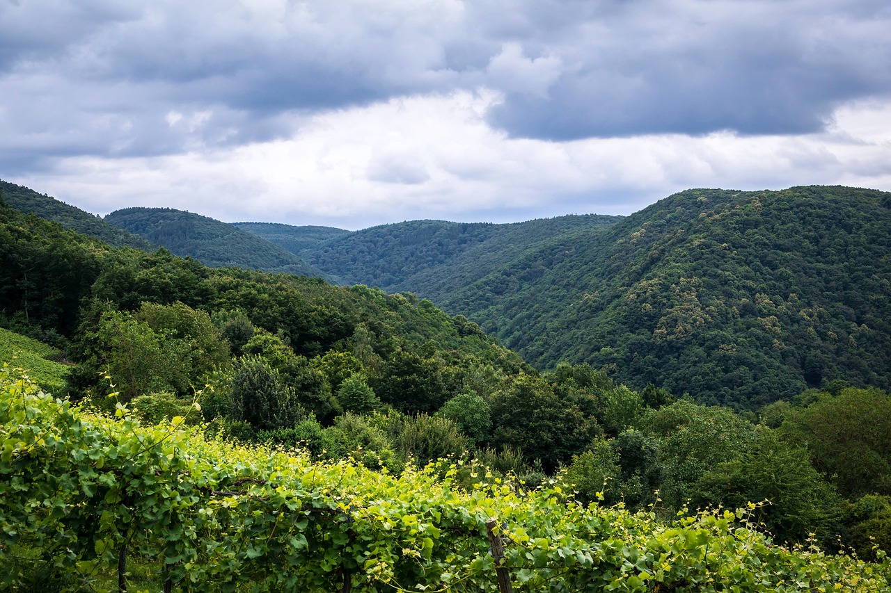 ¿Cuántos kilómetros tiene la ruta del vino?