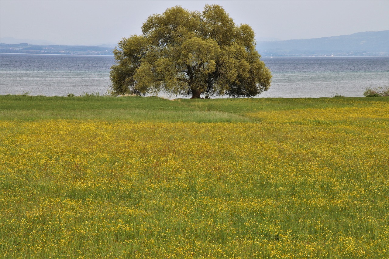 Recorriendo la Vía Verde del Bidasoa: Descubriendo su Origen
