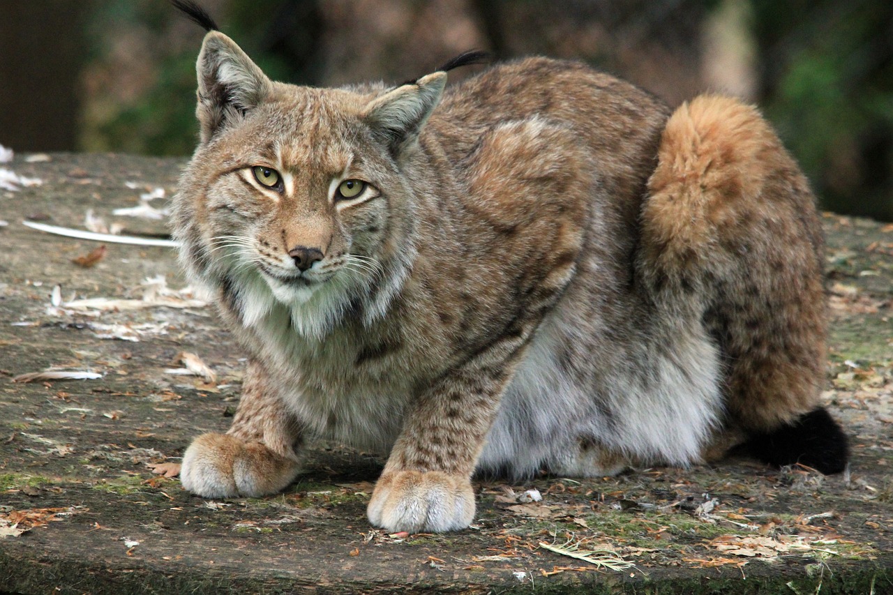Los Linces en España: ¿Dónde están?