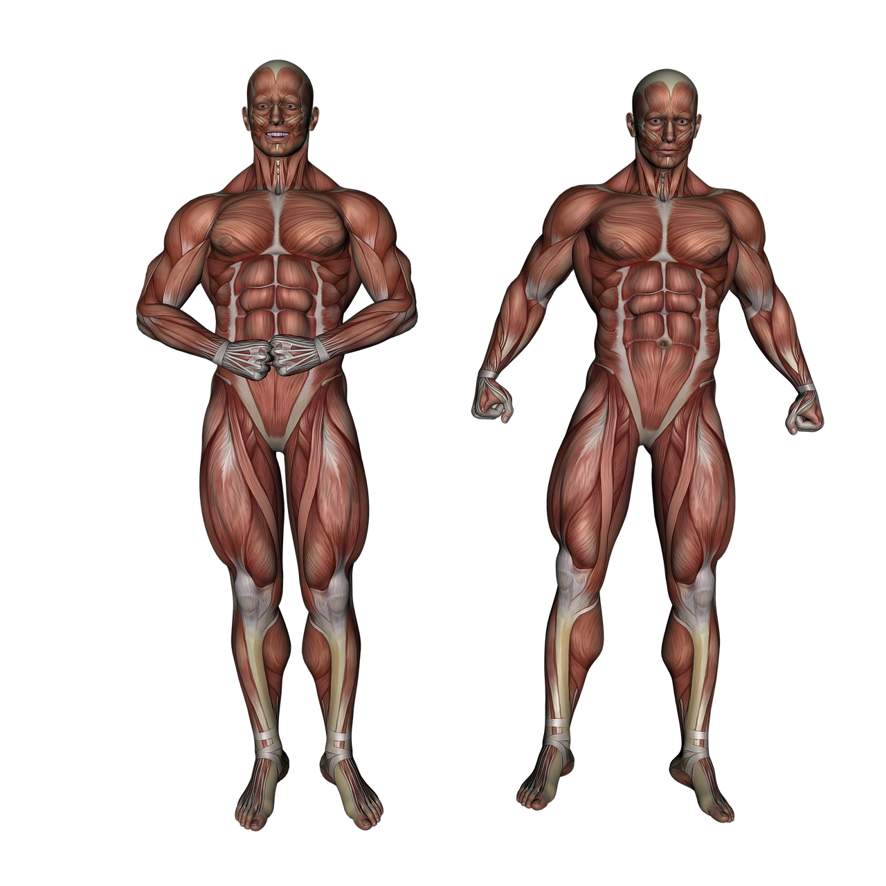 ¿Cómo fortalecer el bíceps femoral?