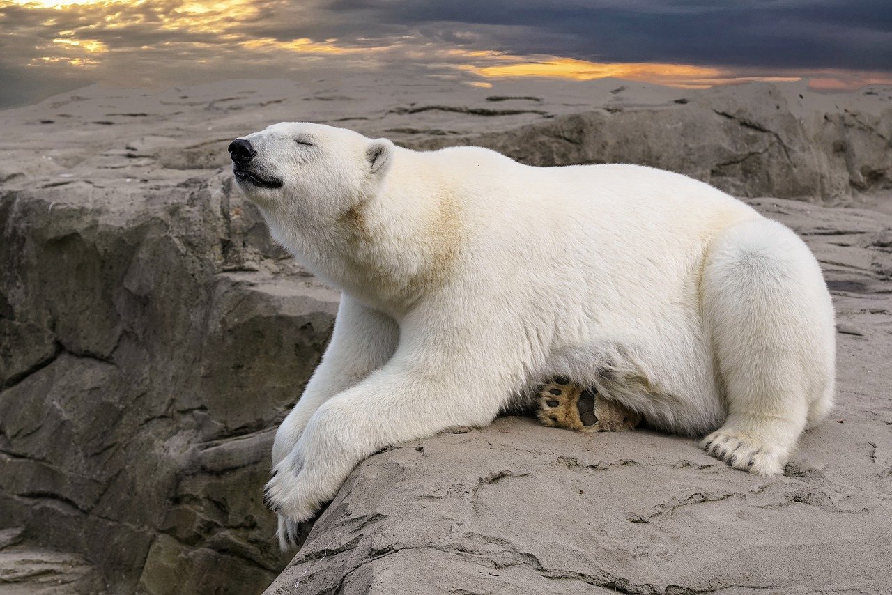 Descubriendo el Polar: ¿Qué mide y cómo lo usamos?